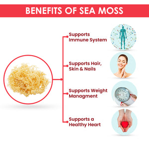Peruvian Sea Moss - Chondrus Crispus | Makes ample Oz of Sea Moss Gel | Dr. Sebi Inspired, Sun-Dried | Pacific Coast's Finest & Dense Sea Moss