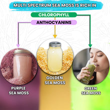 Load image into Gallery viewer, BUIE Multi Color Full Spectrum Irish Sea Moss | Dr. Sebi Inspired | Gold – Green – Purple Sea Moss |No Preservatives | Sun-Dried Sea Moss from the Coast of St. Lucia