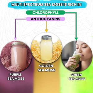 BUIE Multi Color Full Spectrum Irish Sea Moss | Dr. Sebi Inspired | Gold – Green – Purple Sea Moss |No Preservatives | Sun-Dried Sea Moss from the Coast of St. Lucia