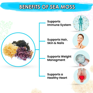 BUIE Multi Color Full Spectrum Irish Sea Moss | Dr. Sebi Inspired | Gold – Green – Purple Sea Moss |No Preservatives | Sun-Dried Sea Moss from the Coast of St. Lucia